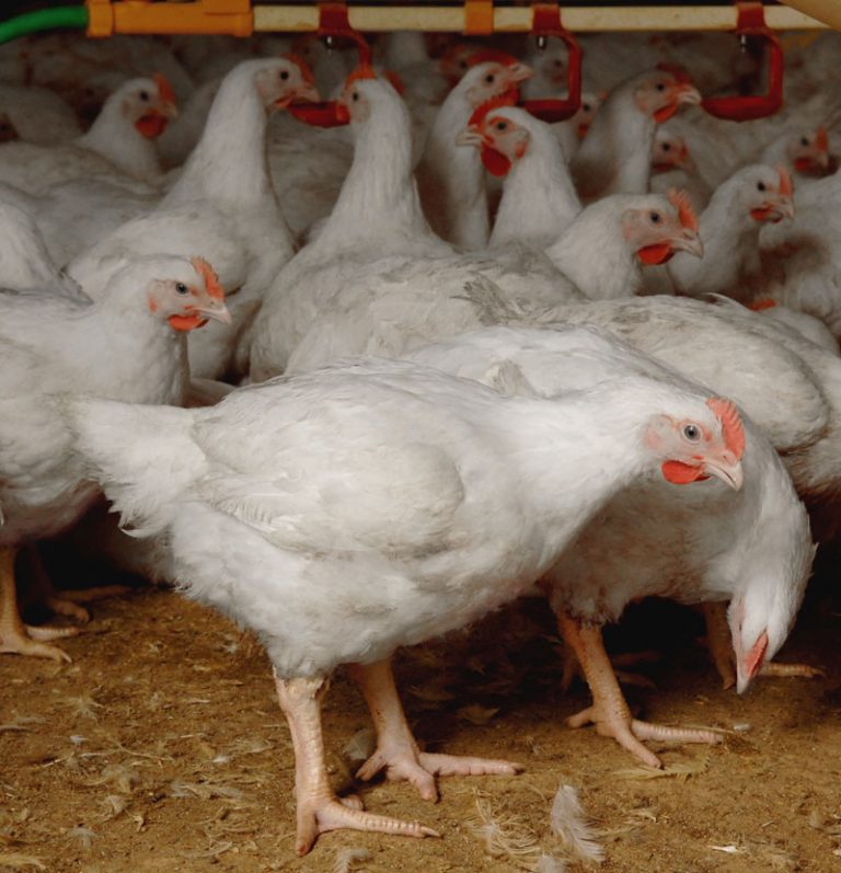 Nutrition requirements of meat chickens (broilers) Poultry Hub Australia