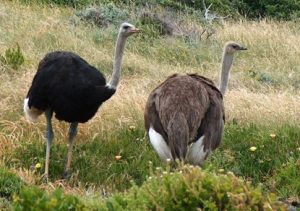 Ostriches were imported into South Australia at the end of the 19th century. Image courtesy of Wikimedia Commons
