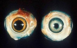 Grey iris and irregular pupil from Marek's disease Source: United States Department of Agriculture