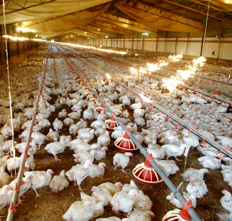 Poultry Breeding Poultry Hub Australia