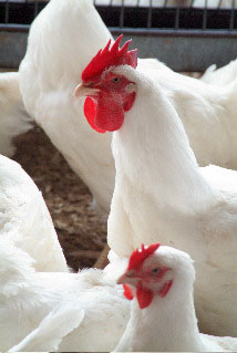 Nutrition requirements of meat chickens (broilers) - Poultry Hub Australia