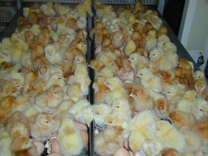 Incubation - Poultry Hub Australia