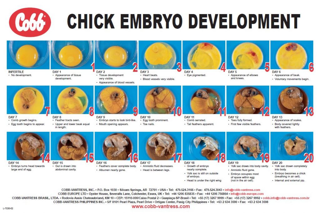 Incubation Poultry Hub Australia Incubation Poultry Hub Australia