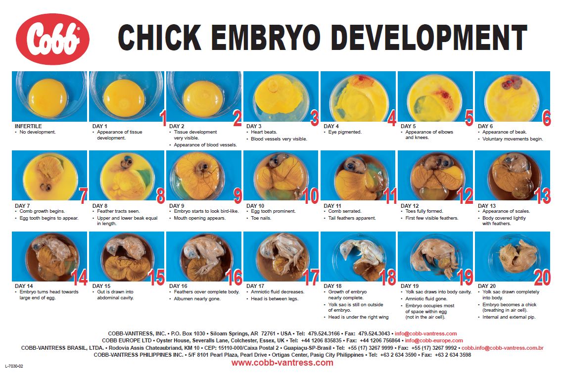 Chick Embryo Development1 