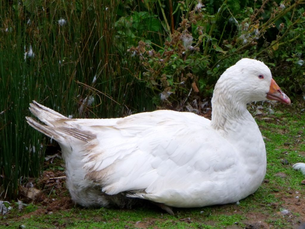 Fancy Duck Breeds - Poultry Hub Australia