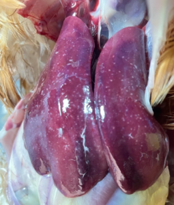 Summary of PHA funded project ‘Immune responses to Campylobacter hepaticus infection: impact on recovery from Spotty Liver Disease in chickens’